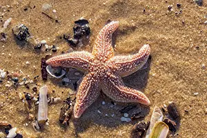 Asterias: Common Starfish
