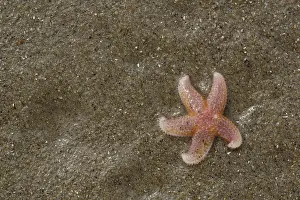 Arms: Common Starfish