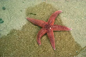 Echinoderms: COMMON STARFISH