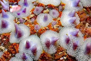 Deuterostomia: Common starfish (Asterias rubens) detail, Around