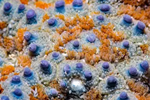 Deuterostomia: Common starfish (Asterias rubens) detail, Around