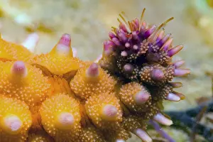 Deuterostomia: Common starfish (Asterias rubens) detail, Around