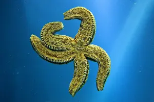 Echinoderms: Common Starfish (Asterias rubens), underside