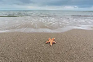 Invertebrata: Common Starfish, Common European Seastar - dead