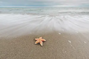 Invertebrata: Common Starfish, Common European Seastar - dead