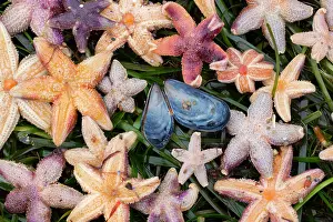 Invertebrata: Common Starfish, Common European Seastar - dead