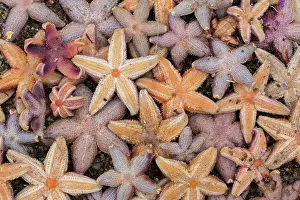 Invertebrata: Common Starfish, Common European Seastar - dead