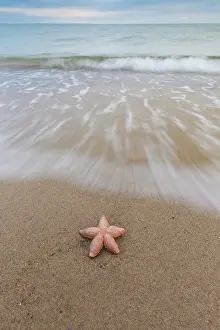 Invertebrata: Common Starfish, Common European Seastar - dead