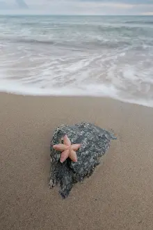 Invertebrata: Common Starfish, Common European Seastar - dead