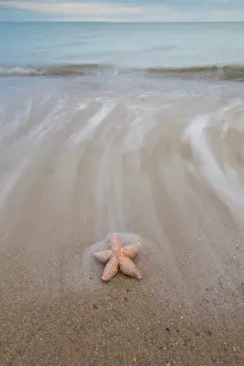 Baltic: Common Starfish, Common European Seastar - dead