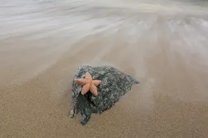 Baltic: Common Starfish, Common European Seastar - dead