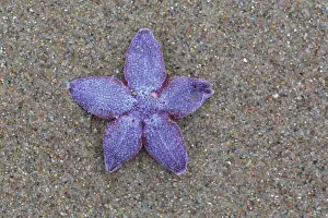 Baltic: Common Starfish, Common European Seastar - dead