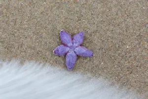 Baltic: Common Starfish, Common European Seastar - dead