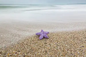 Baltic: Common Starfish, Common European Seastar - dead