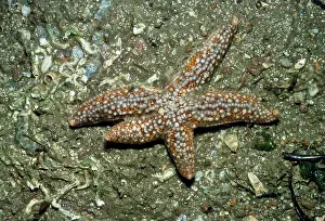 Regeneration: Common Starfish - showing leg regeneration