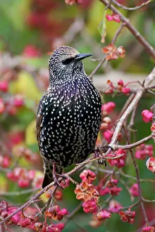 Leeuwarden: Common Starling