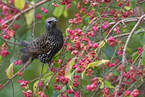 Leeuwarden: Common Starling