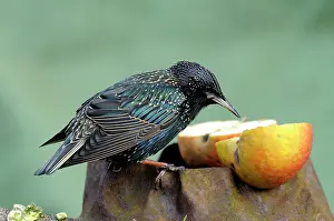 Kampen: Common Starling