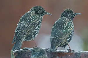 Wijdewormer: Common Starling