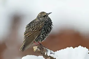 Wijdewormer: Common Starling