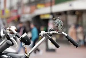 Bicycle: Common Starling