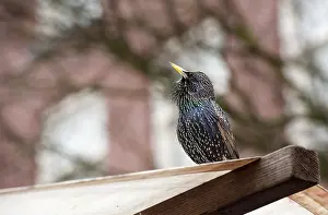 Stall: Common Starling