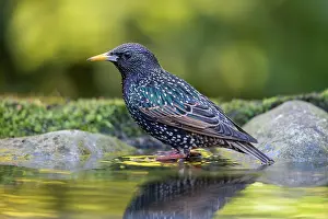 Essex: Common Starling