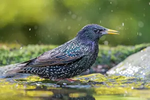 Splashes: Common Starling