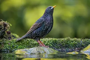 Essex: Common Starling