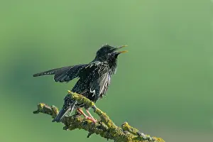 Suha: Common Starling