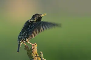Suha: Common Starling