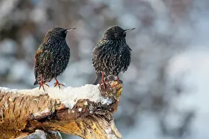 Wijdewormer: Common Starling