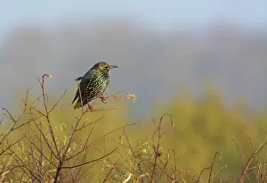 Lentevreugd: Common Starling