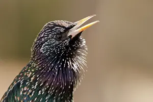 Throat: Common Starling