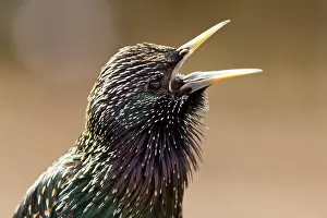 Throat: Common Starling