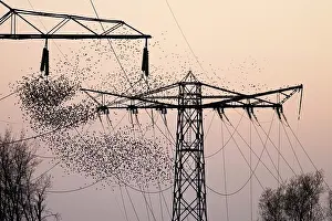 Pylon: Common Starling
