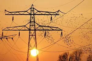 Pylon: Common Starling