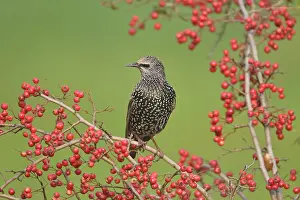 Crataegus: Common Starling