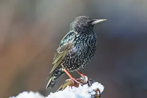 Wijdewormer: Common Starling