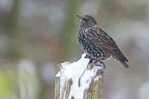 Wijdewormer: Common Starling