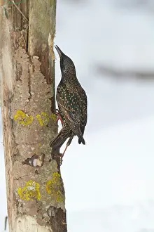 Wijdewormer: Common Starling