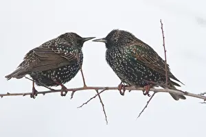 Wijdewormer: Common Starling