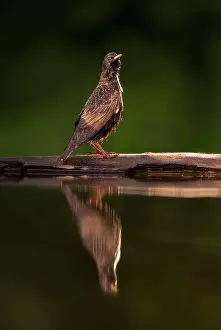 Sturnidae: Common Starling