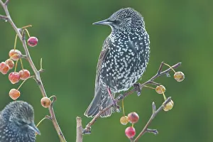 Wijdewormer: Common Starling