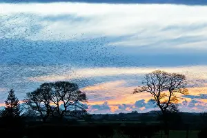 Murmuration: Common Starling