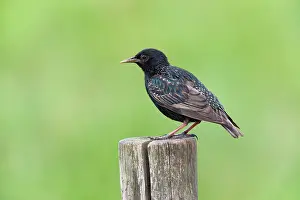 Schoorl: Common Starling
