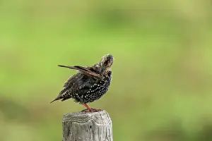 Schoorl: Common Starling