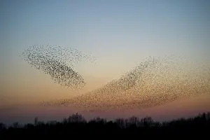 Murmuration: Common Starling