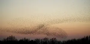 Murmuration: Common Starling