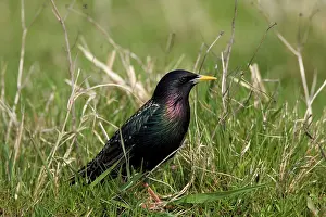 Sturnidae: Common Starling